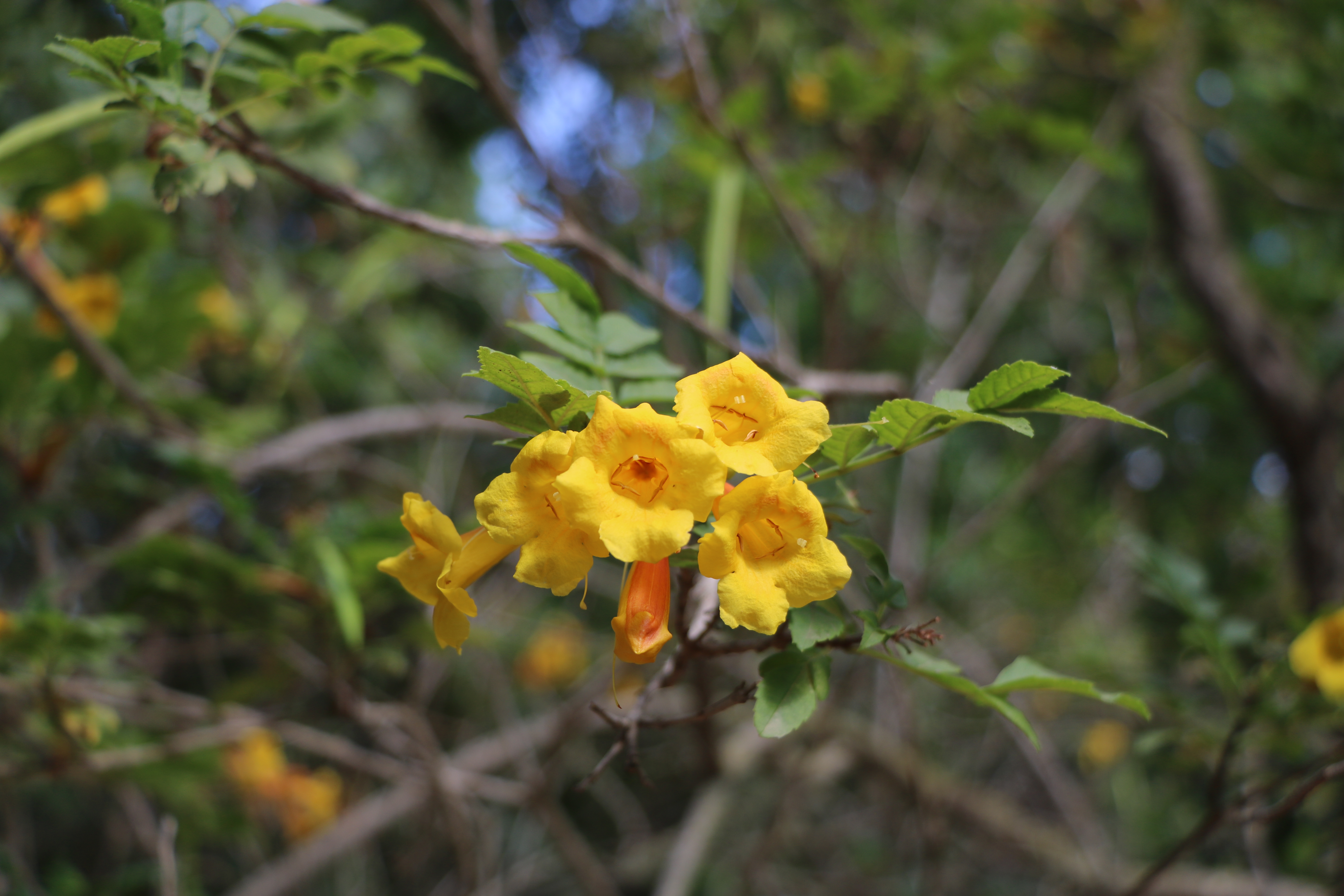 Tecoma